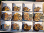Polished Cleoniceras Ammonite Fossil Pairs x 6 pairs From Tulear, Madagascar - Toprock Gemstones and Minerals 