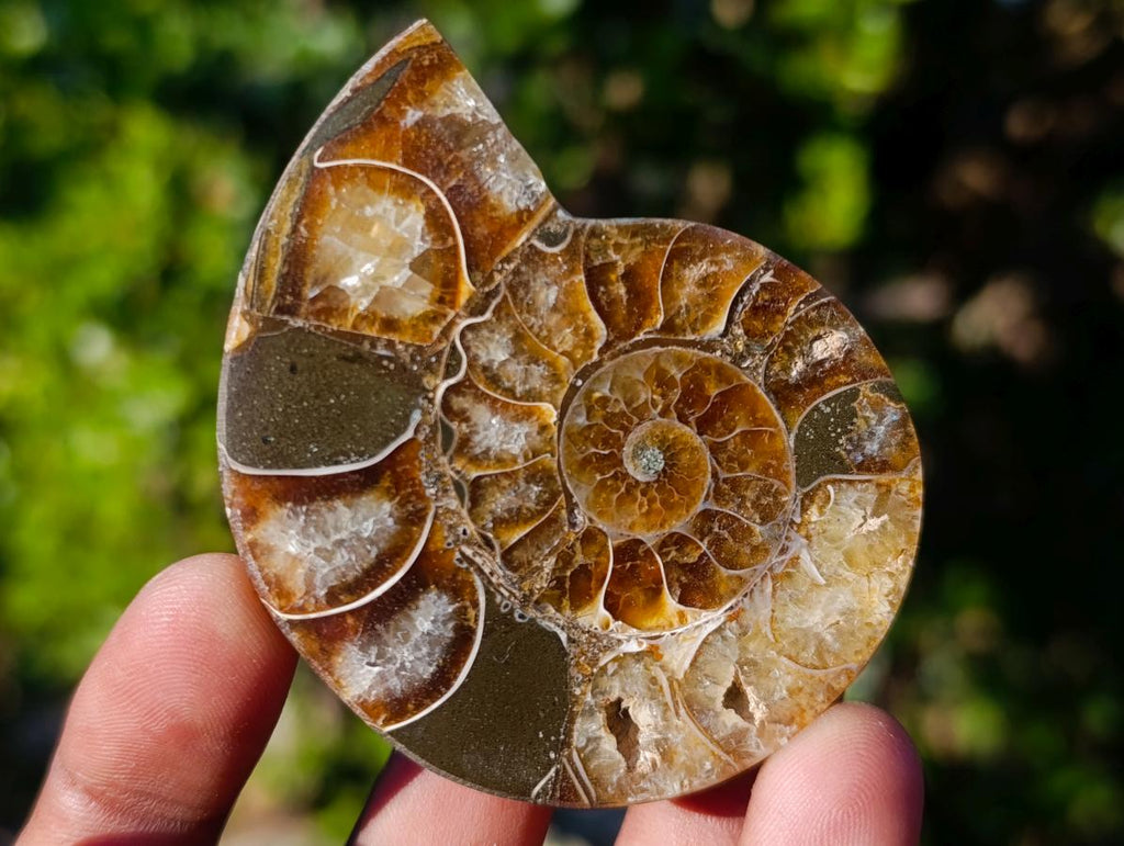 Polished Cleoniceras Ammonite Fossil Pairs x 6 pairs From Tulear, Madagascar - Toprock Gemstones and Minerals 