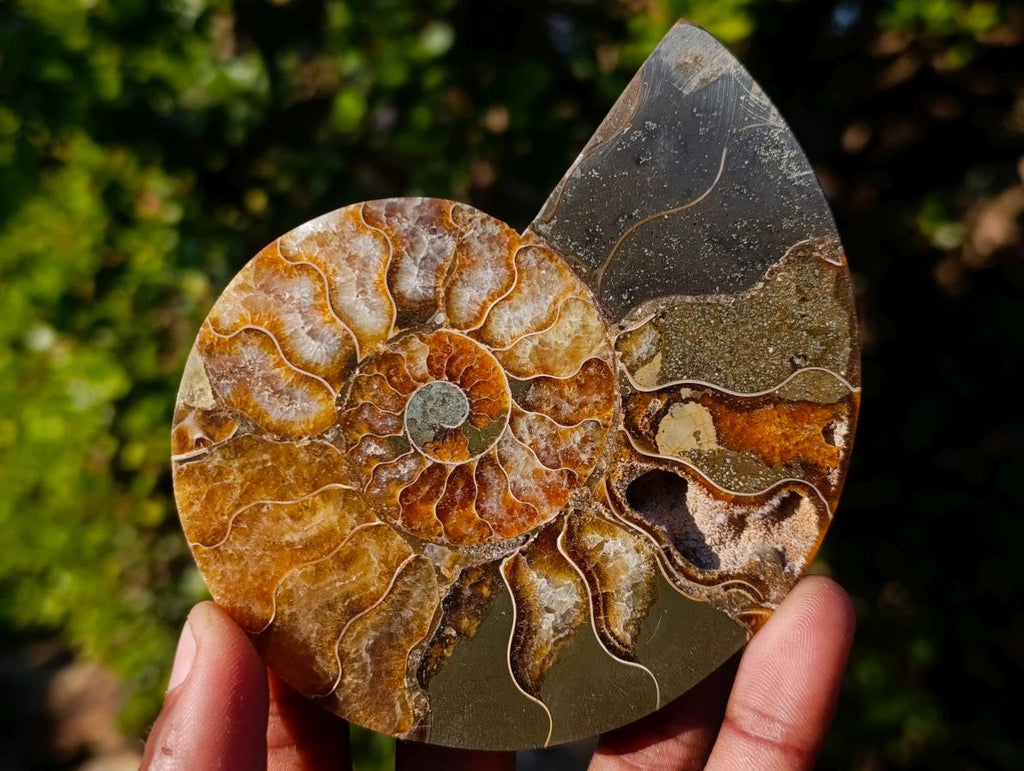Polished Cleoniceras Ammonite Fossil Pairs x 6 pairs From Tulear, Madagascar - Toprock Gemstones and Minerals 