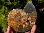 Polished Cleoniceras Ammonite Fossil Pairs x 6 pairs From Tulear, Madagascar - Toprock Gemstones and Minerals 