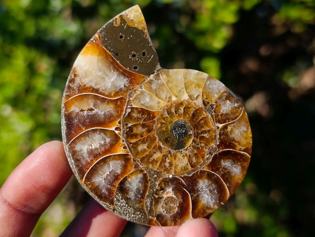 Polished Cleoniceras Ammonite Fossil Pairs x 6 pairs From Tulear, Madagascar - Toprock Gemstones and Minerals 