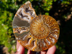 Polished Cleoniceras Ammonite Fossil Pairs x 6 pairs From Tulear, Madagascar - Toprock Gemstones and Minerals 