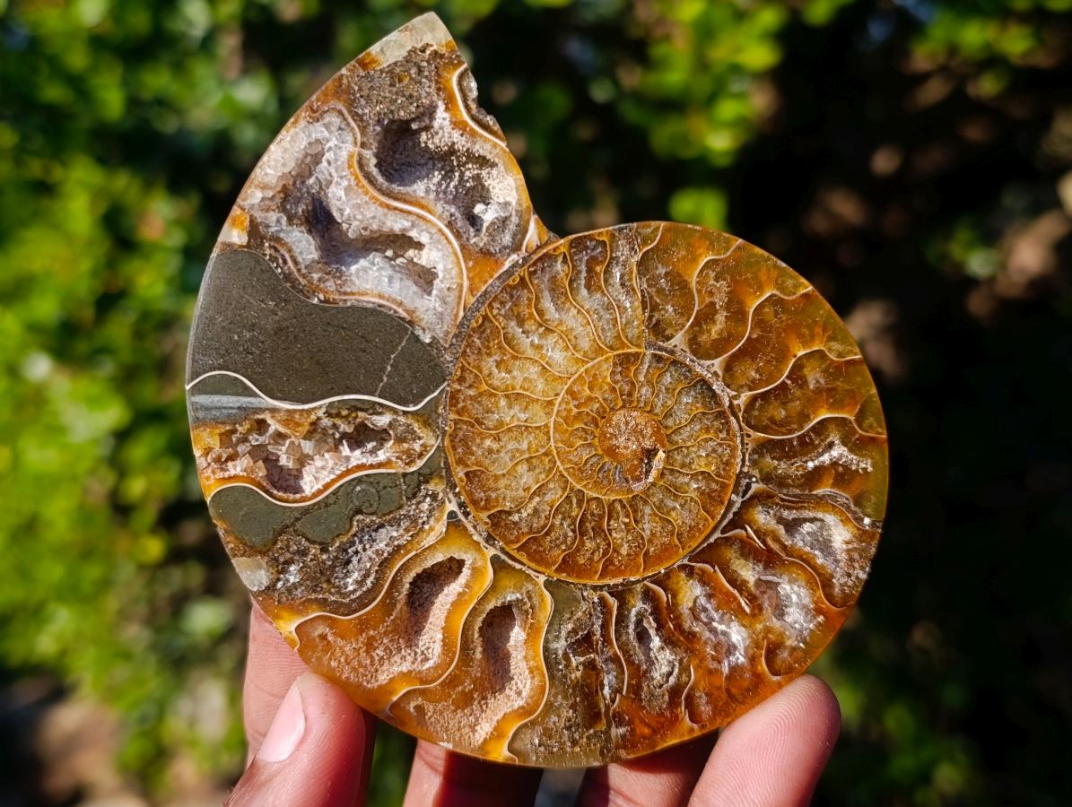 Polished Cleoniceras Ammonite Fossil Pairs x 6 pairs From Tulear, Madagascar - Toprock Gemstones and Minerals 