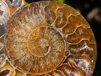 Polished Cleoniceras Ammonite Fossil Pairs x 6 pairs From Tulear, Madagascar - Toprock Gemstones and Minerals 