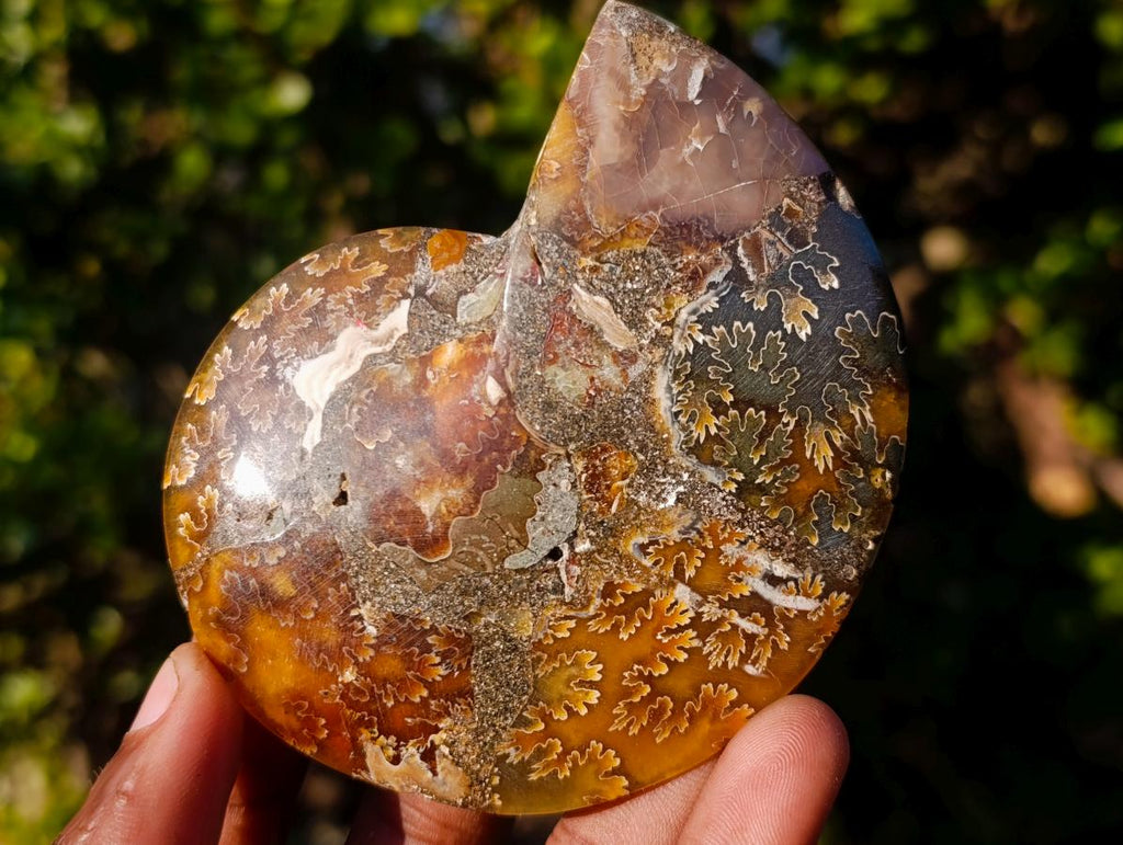 Polished Cleoniceras Ammonite Fossil Pairs x 6 pairs From Tulear, Madagascar - Toprock Gemstones and Minerals 