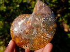 Polished Cleoniceras Ammonite Fossil Pairs x 6 pairs From Tulear, Madagascar - Toprock Gemstones and Minerals 