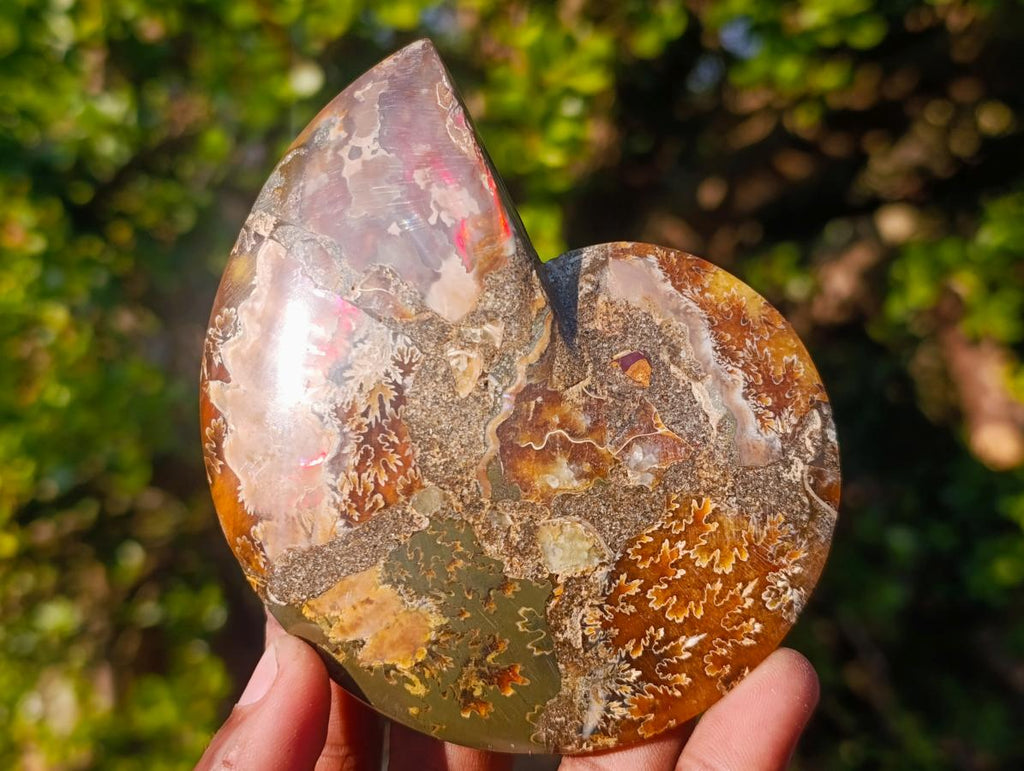 Polished Cleoniceras Ammonite Fossil Pairs x 6 pairs From Tulear, Madagascar - Toprock Gemstones and Minerals 