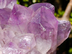 Natural Large Jacaranda Amethyst Crystal Clusters x 2 From Mumbwa, Zambia - Toprock Gemstones and Minerals 