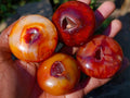 Polished Carnelian Agate Gemstone Galets x 24 From Madagascar - Toprock Gemstones and Minerals 