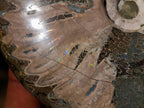 Polished Whole Cleoniceras "Jigsaw" Ammonite Fossils x 6 From Tulear, Madagascar - Toprock Gemstones and Minerals 
