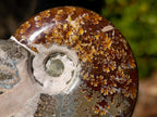 Polished Whole Cleoniceras "Jigsaw" Ammonite Fossils x 6 From Tulear, Madagascar - Toprock Gemstones and Minerals 