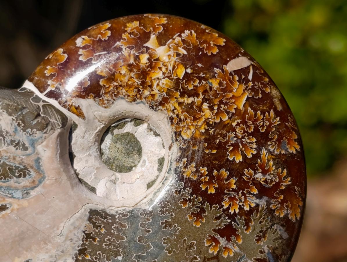 Polished Whole Cleoniceras "Jigsaw" Ammonite Fossils x 6 From Tulear, Madagascar - Toprock Gemstones and Minerals 