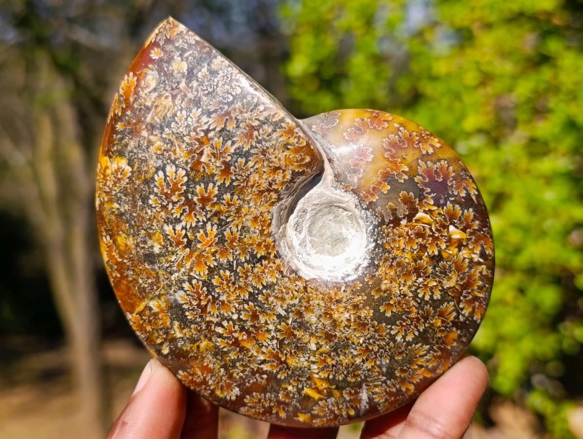 Polished Whole Cleoniceras "Jigsaw" Ammonite Fossils x 6 From Tulear, Madagascar - Toprock Gemstones and Minerals 