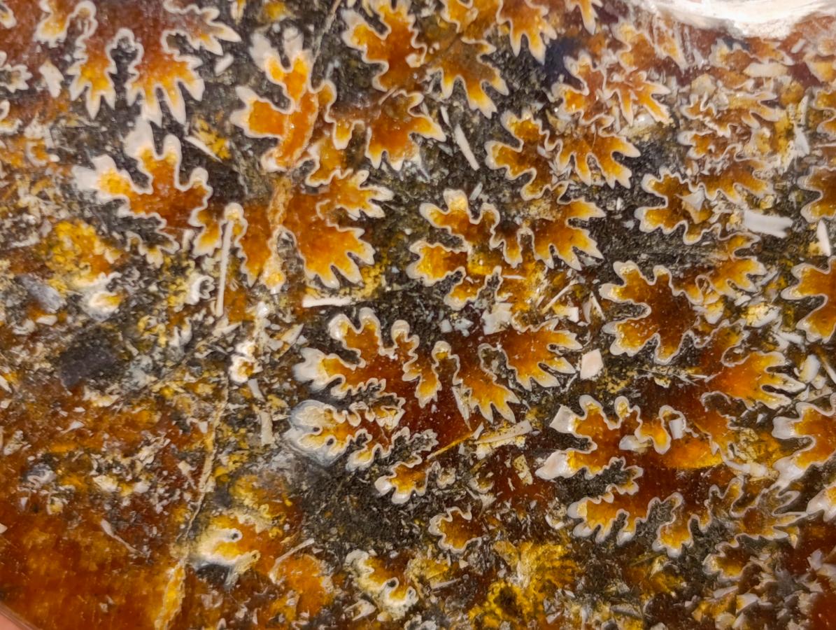 Polished Whole Cleoniceras "Jigsaw" Ammonite Fossils x 6 From Tulear, Madagascar - Toprock Gemstones and Minerals 