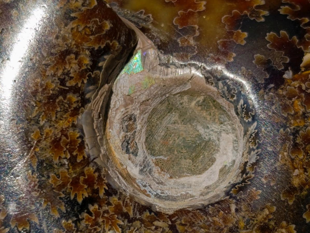 Polished Whole Cleoniceras "Jigsaw" Ammonite Fossils x 6 From Tulear, Madagascar - Toprock Gemstones and Minerals 
