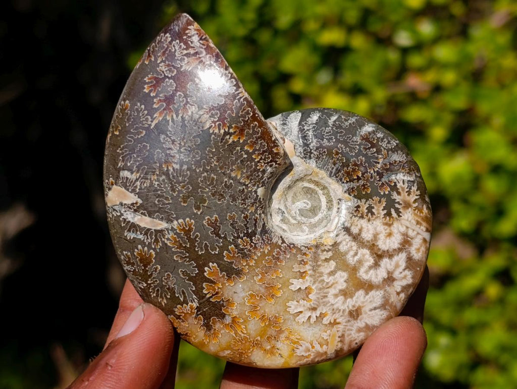 Polished Whole Cleoniceras "Jigsaw" Ammonite Fossils x 6 From Tulear, Madagascar - Toprock Gemstones and Minerals 