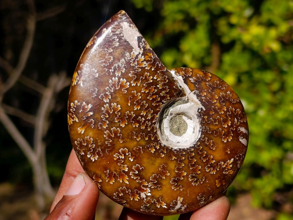 Polished Whole Cleoniceras "Jigsaw" Ammonite Fossils x 6 From Tulear, Madagascar - Toprock Gemstones and Minerals 