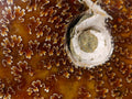 Polished Whole Cleoniceras "Jigsaw" Ammonite Fossils x 6 From Tulear, Madagascar - Toprock Gemstones and Minerals 