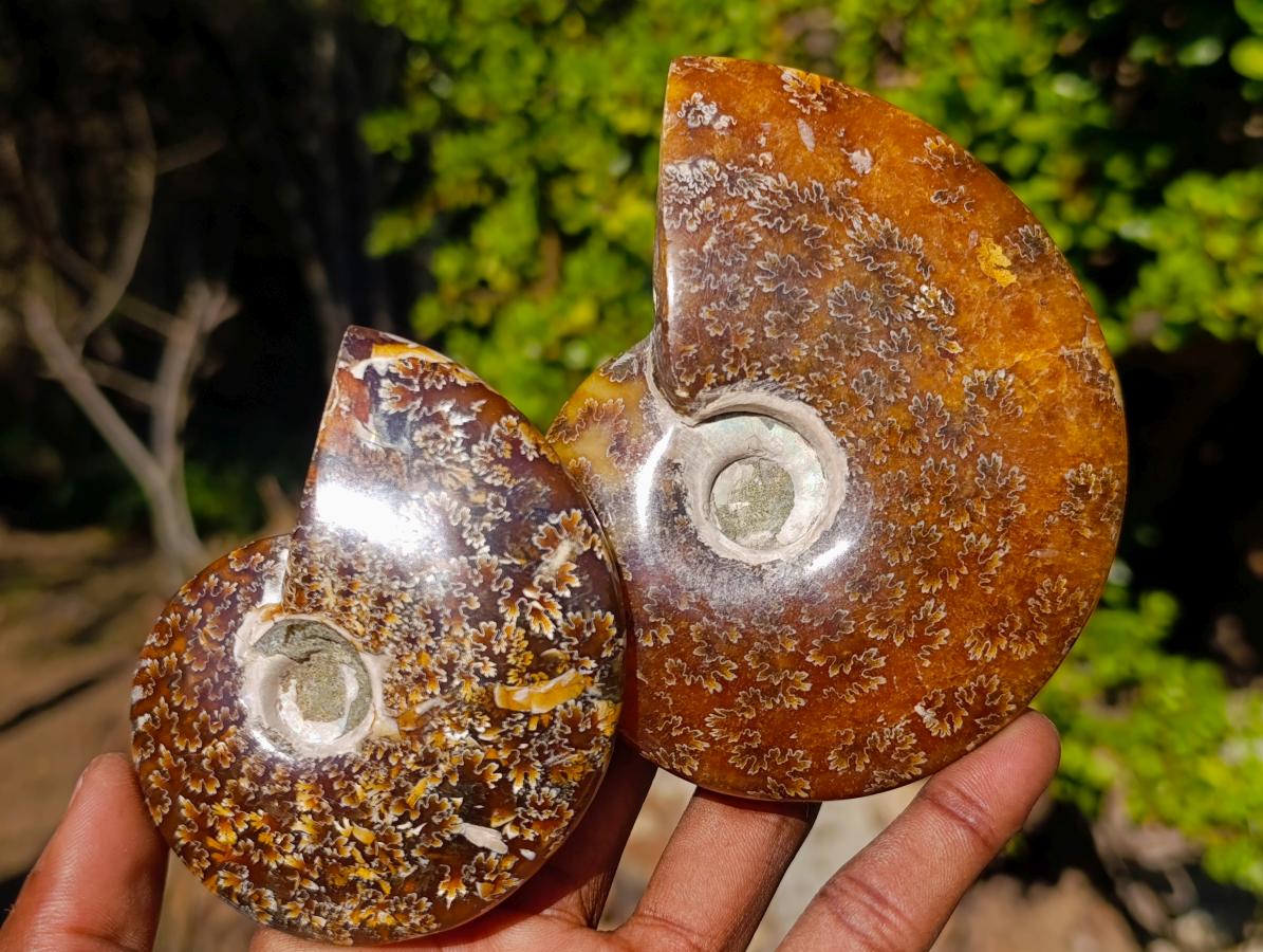 Polished Whole Cleoniceras "Jigsaw" Ammonite Fossils x 6 From Tulear, Madagascar - Toprock Gemstones and Minerals 