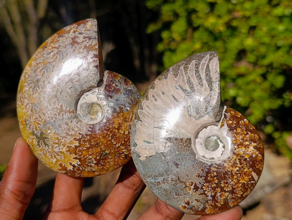 Polished Whole Cleoniceras "Jigsaw" Ammonite Fossils x 6 From Tulear, Madagascar - Toprock Gemstones and Minerals 