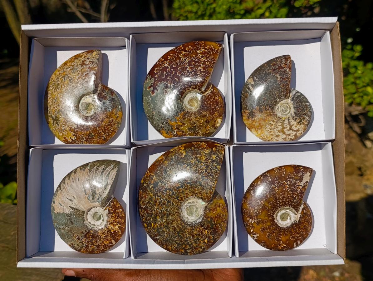 Polished Whole Cleoniceras "Jigsaw" Ammonite Fossils x 6 From Tulear, Madagascar - Toprock Gemstones and Minerals 