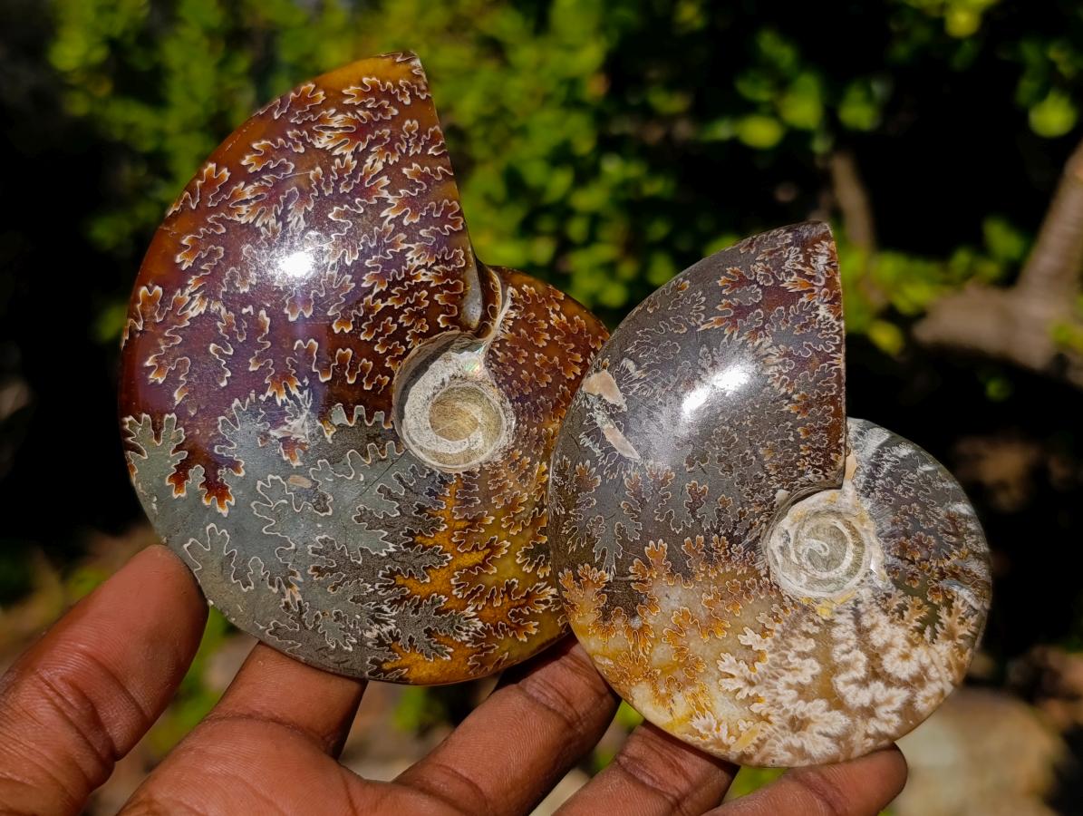 Polished Whole Cleoniceras "Jigsaw" Ammonite Fossils x 6 From Tulear, Madagascar - Toprock Gemstones and Minerals 