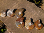 Polished Whole Cleoniceras "Jigsaw" Ammonite Fossils x 6 From Tulear, Madagascar - Toprock Gemstones and Minerals 