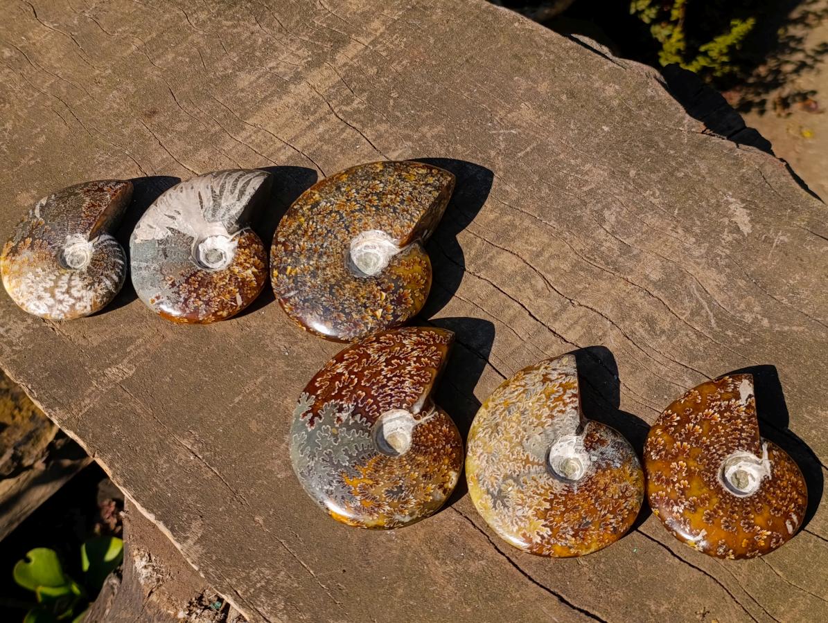 Polished Whole Cleoniceras "Jigsaw" Ammonite Fossils x 6 From Tulear, Madagascar - Toprock Gemstones and Minerals 