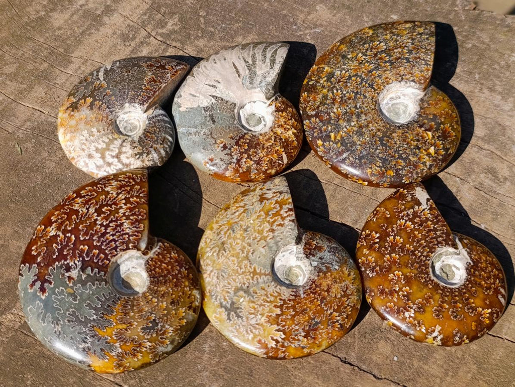 Polished Whole Cleoniceras "Jigsaw" Ammonite Fossils x 6 From Tulear, Madagascar - Toprock Gemstones and Minerals 