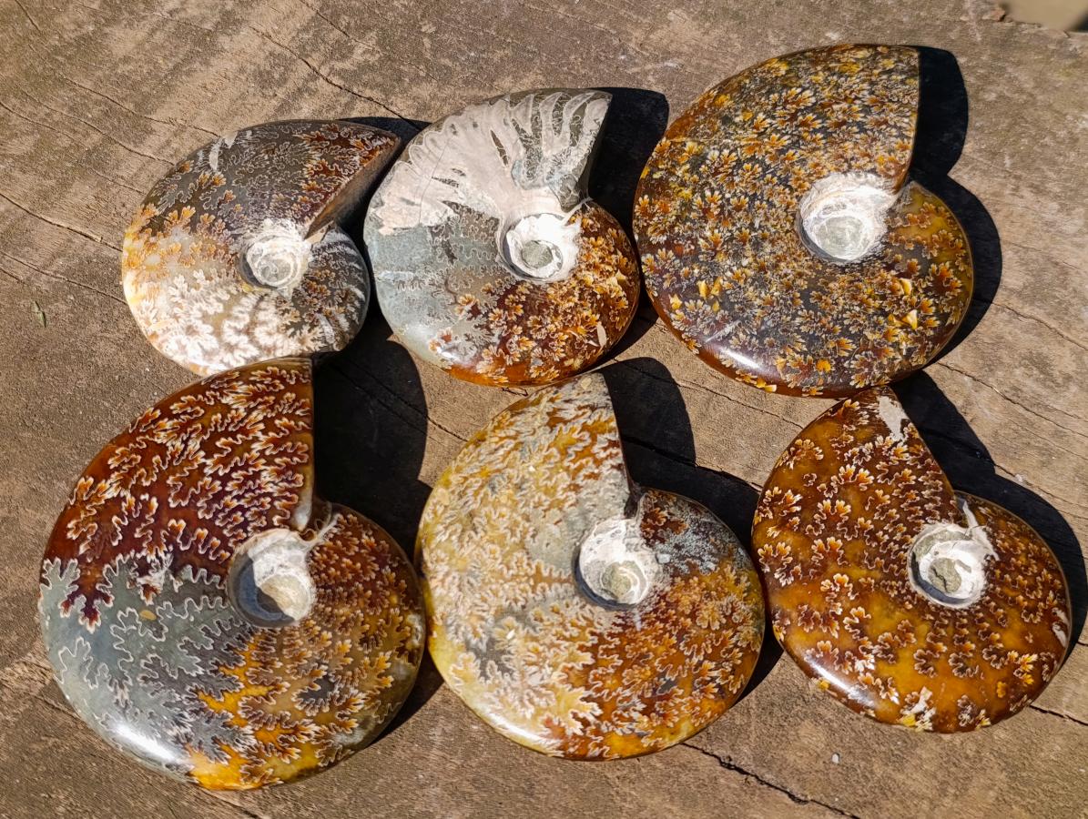 Polished Whole Cleoniceras "Jigsaw" Ammonite Fossils x 6 From Tulear, Madagascar - Toprock Gemstones and Minerals 