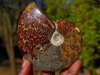 Polished Whole Cleoniceras "Jigsaw" Ammonite Fossils x 6 From Tulear, Madagascar - Toprock Gemstones and Minerals 