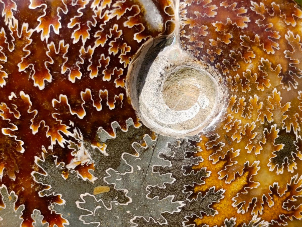 Polished Whole Cleoniceras "Jigsaw" Ammonite Fossils x 6 From Tulear, Madagascar - Toprock Gemstones and Minerals 