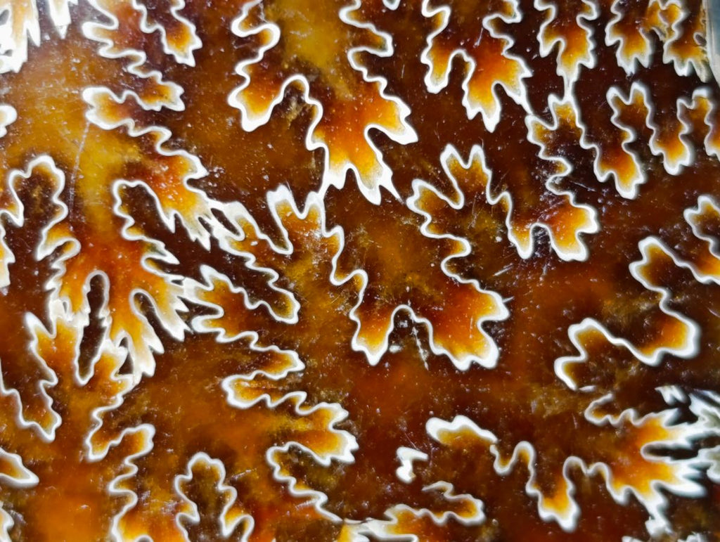 Polished Whole Cleoniceras "Jigsaw" Ammonite Fossils x 6 From Tulear, Madagascar - Toprock Gemstones and Minerals 