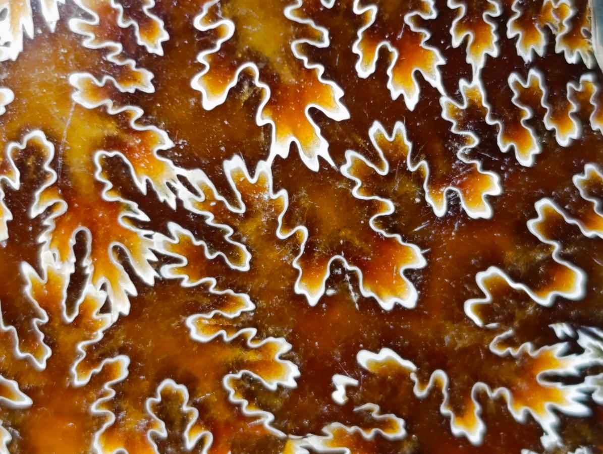 Polished Whole Cleoniceras "Jigsaw" Ammonite Fossils x 6 From Tulear, Madagascar - Toprock Gemstones and Minerals 