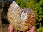 Polished Whole Cleoniceras "Jigsaw" Ammonite Fossils x 6 From Tulear, Madagascar - Toprock Gemstones and Minerals 