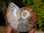 Polished Whole Cleoniceras "Jigsaw" Ammonite Fossils x 6 From Tulear, Madagascar - Toprock Gemstones and Minerals 