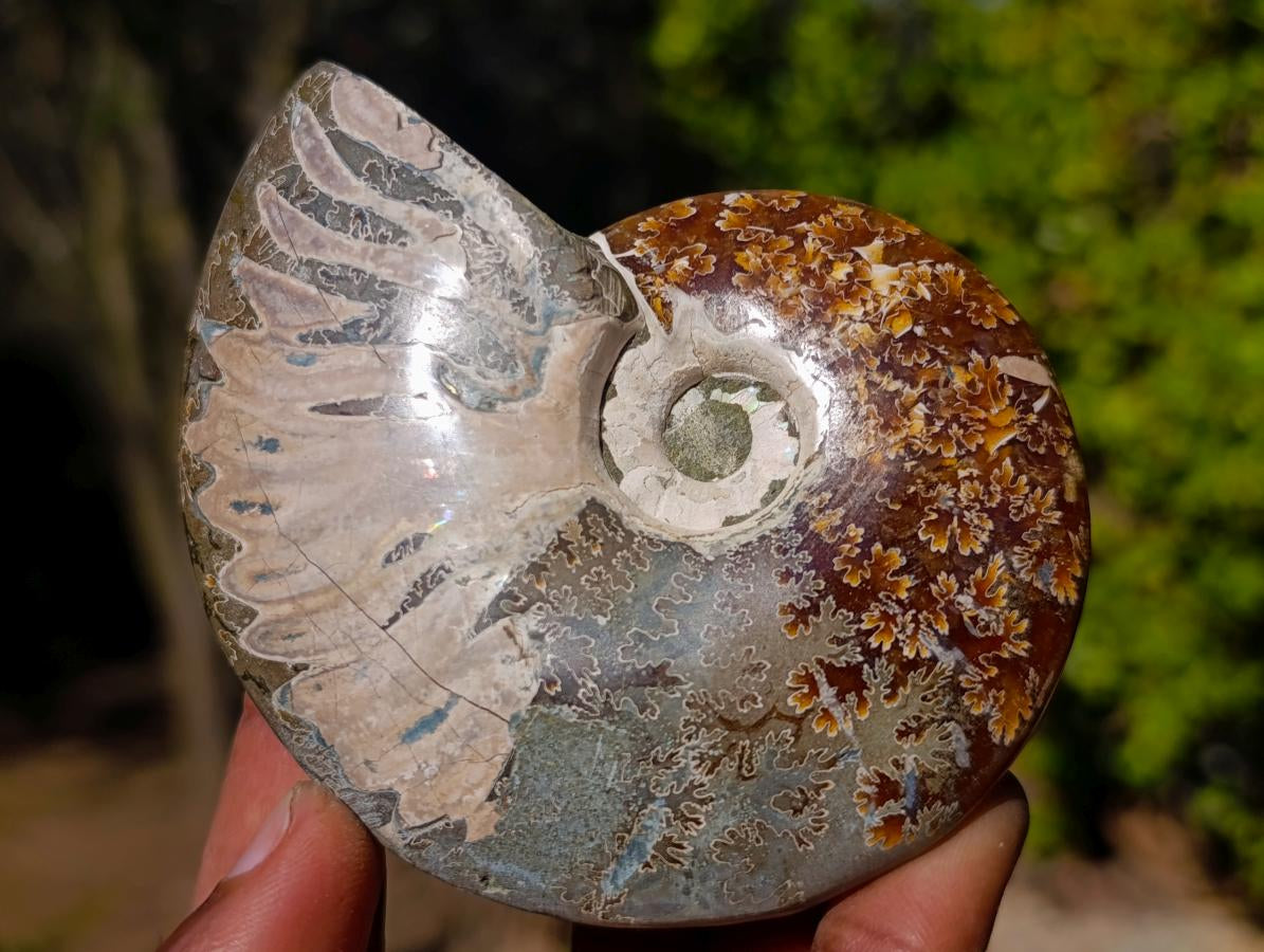Polished Whole Cleoniceras "Jigsaw" Ammonite Fossils x 6 From Tulear, Madagascar - Toprock Gemstones and Minerals 