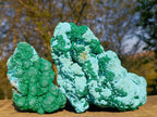 Natural Large Botryoidal Malacolla Specimens x 2 From Kulukuluku, Congo - Toprock Gemstones and Minerals 
