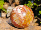 Polished Red Podocarpus Petrified Wood Spheres x 2 From Mahajanga, Madagascar - Toprock Gemstones and Minerals 