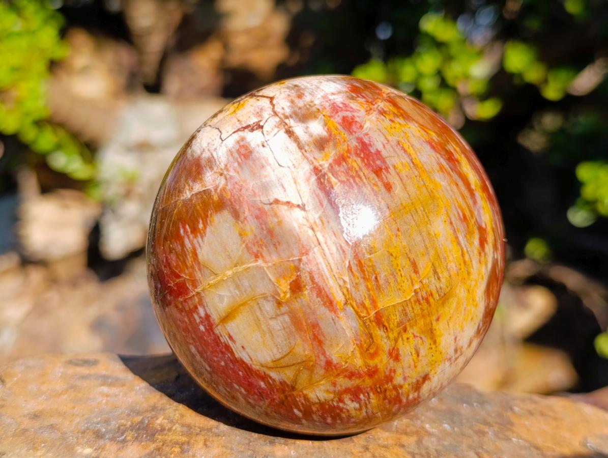 Polished Red Podocarpus Petrified Wood Spheres x 2 From Mahajanga, Madagascar - Toprock Gemstones and Minerals 