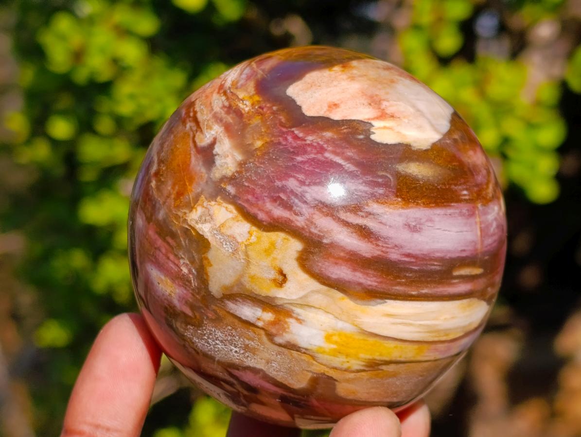 Polished Red Podocarpus Petrified Wood Spheres x 2 From Mahajanga, Madagascar - Toprock Gemstones and Minerals 