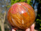 Polished Red Podocarpus Petrified Wood Spheres x 2 From Mahajanga, Madagascar - Toprock Gemstones and Minerals 