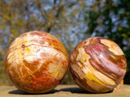 Polished Red Podocarpus Petrified Wood Spheres x 2 From Mahajanga, Madagascar - Toprock Gemstones and Minerals 