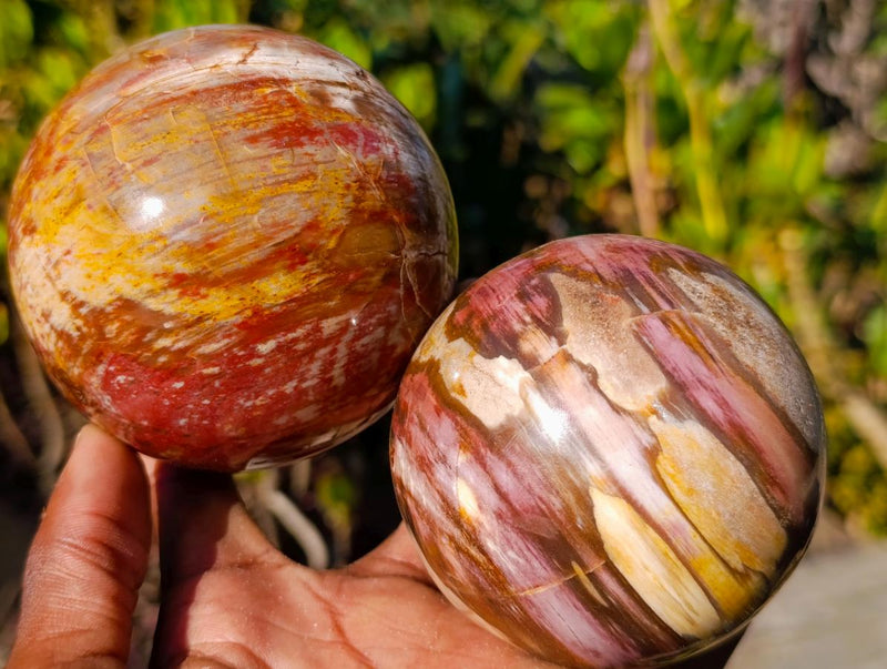 Polished Red Podocarpus Petrified Wood Spheres x 2 From Mahajanga, Madagascar - Toprock Gemstones and Minerals 