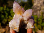 Natural Spirit Ametrine Clusters x 6 From Boekenhouthoek, South Africa - Toprock Gemstones and Minerals 