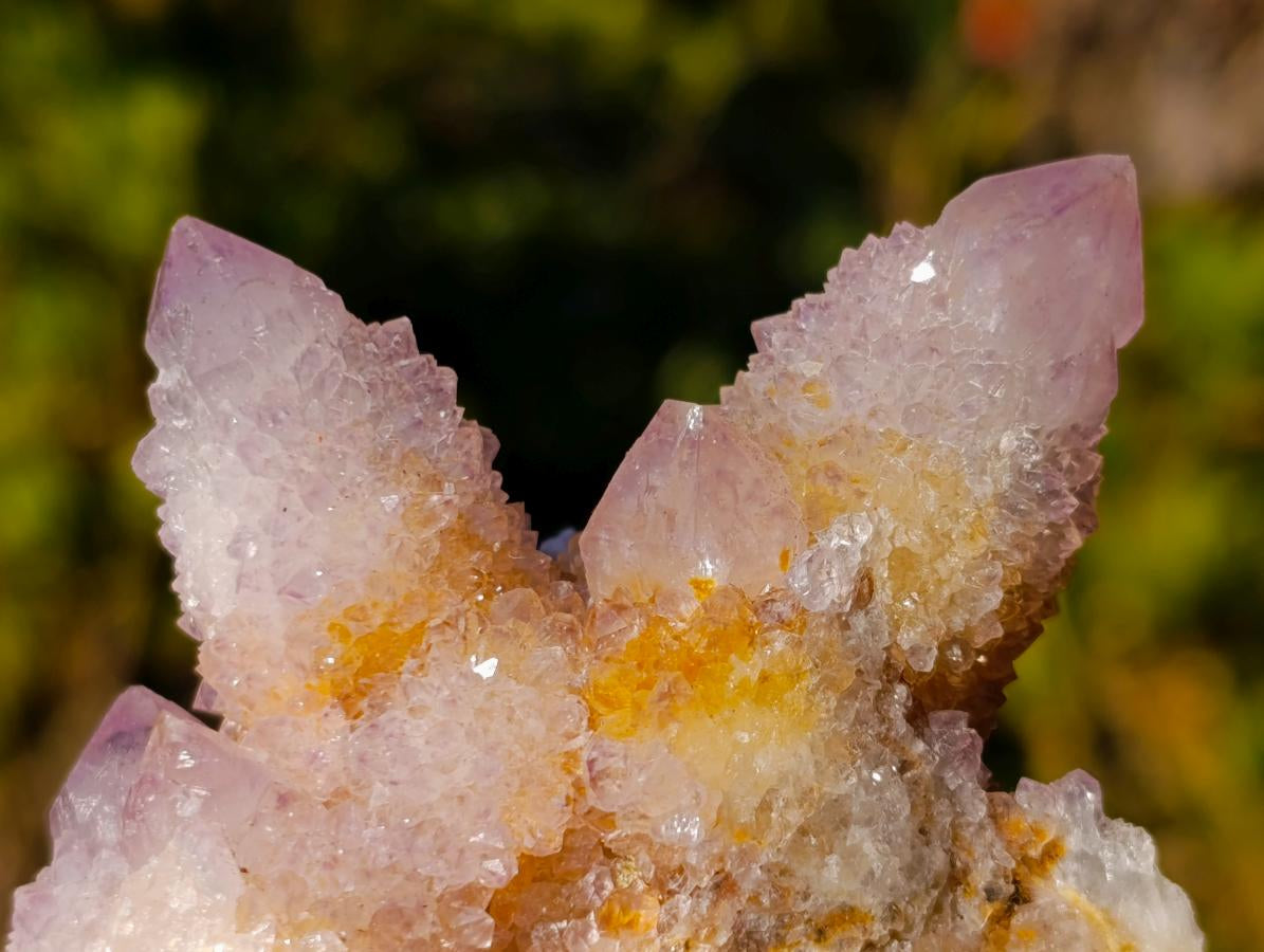 Natural Spirit Ametrine Clusters x 6 From Boekenhouthoek, South Africa - Toprock Gemstones and Minerals 