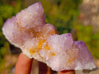 Natural Spirit Ametrine Clusters x 6 From Boekenhouthoek, South Africa - Toprock Gemstones and Minerals 