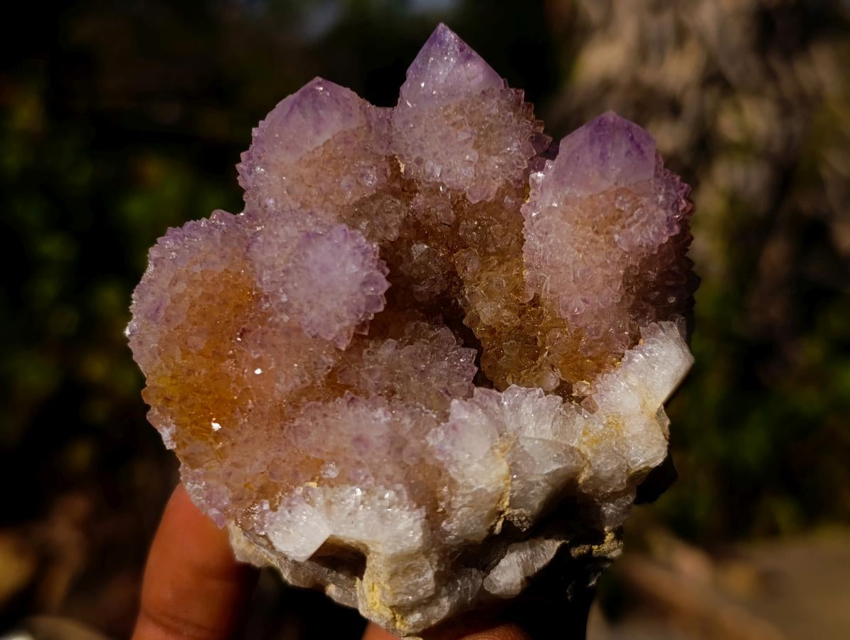 Natural Spirit Ametrine Clusters x 6 From Boekenhouthoek, South Africa - Toprock Gemstones and Minerals 