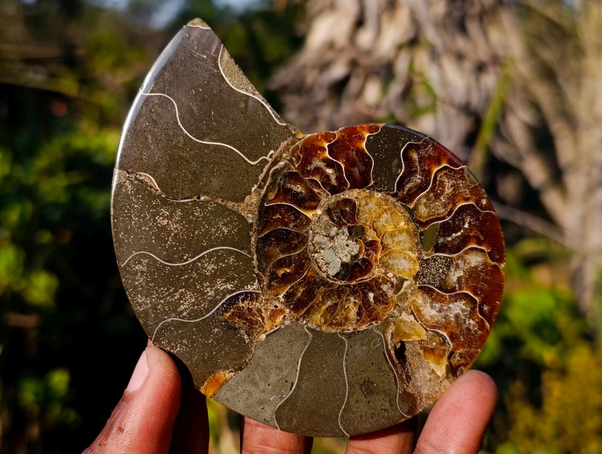 Polished Cleoniceras Ammonite Fossil Pairs x 5 pairs From Tulear, Madagascar - Toprock Gemstones and Minerals 