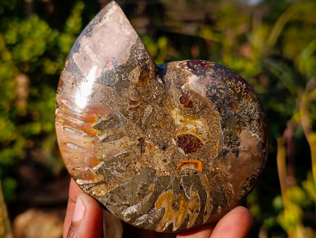 Polished Cleoniceras Ammonite Fossil Pairs x 5 pairs From Tulear, Madagascar - Toprock Gemstones and Minerals 